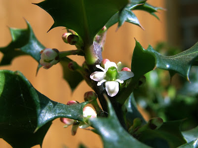 Consider, Hairy mature flower holly Hairy mature flower holly can